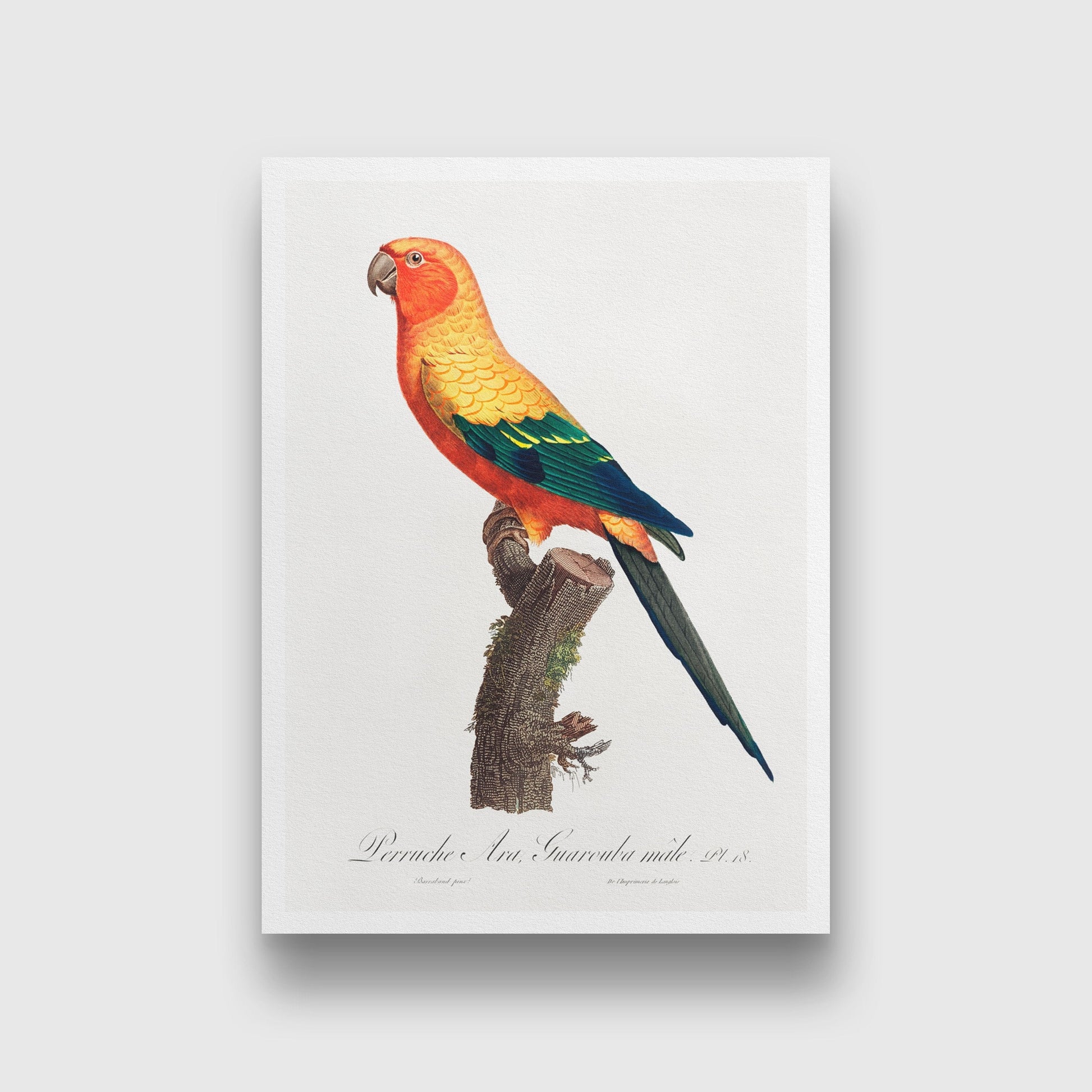 The Sun Parakeet, Aratinga solstitialis, male from Natural History of Parrots Painting - Meri Deewar 2 : 3 Vertical Premium Wall Art Canvas by MeriDeewar