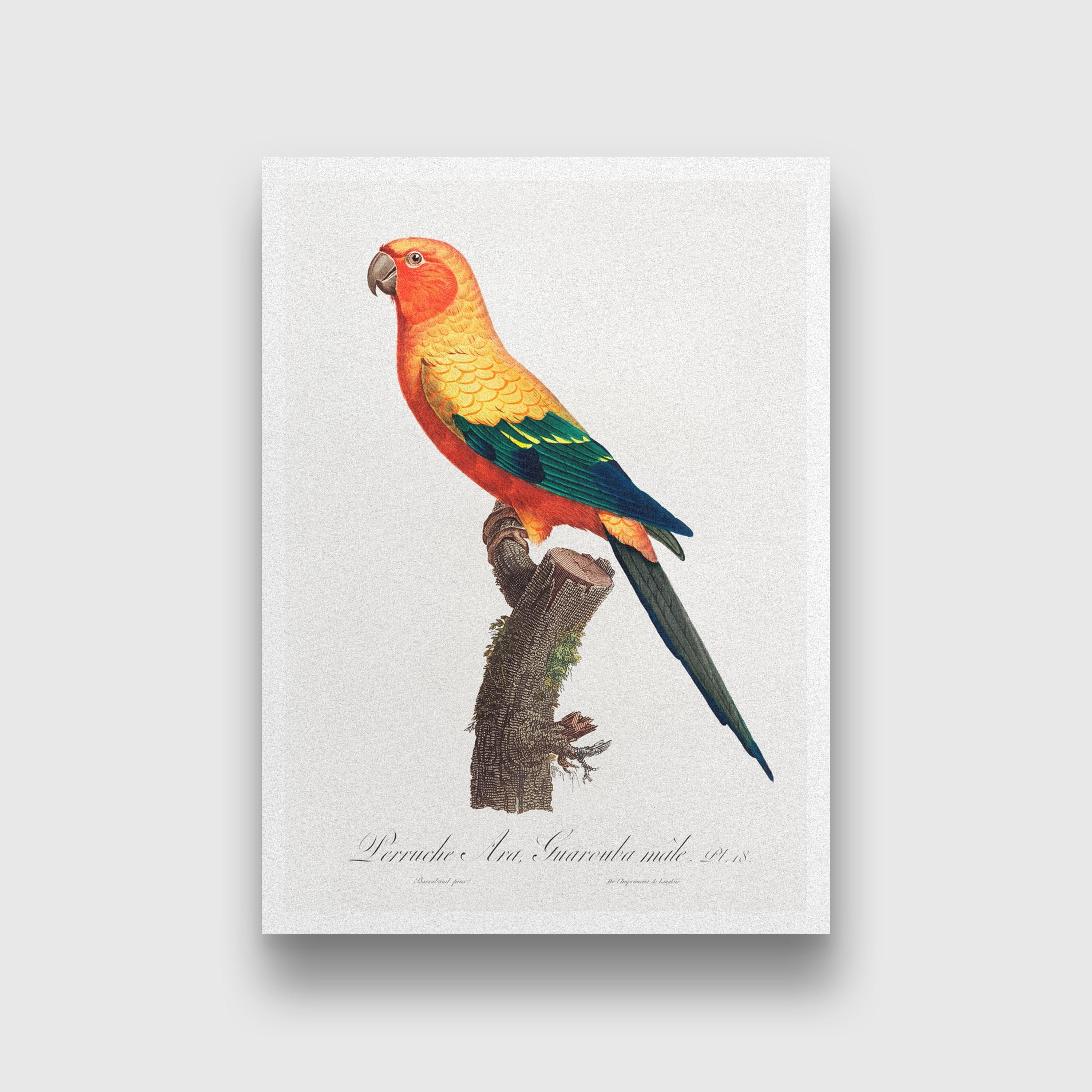 The Sun Parakeet, Aratinga solstitialis, male from Natural History of Parrots Painting - Meri Deewar 2 : 3 Vertical Premium Wall Art Canvas by MeriDeewar
