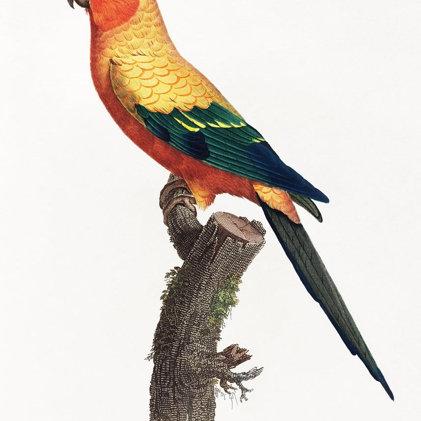 The Sun Parakeet, Aratinga solstitialis, male from Natural History of Parrots Painting - Meri Deewar 2 : 3 Vertical Premium Wall Art Canvas by MeriDeewar