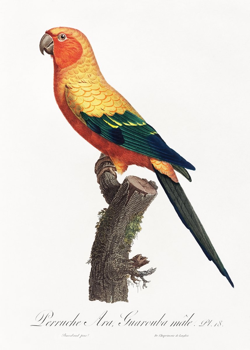 The Sun Parakeet, Aratinga solstitialis, male from Natural History of Parrots Painting - Meri Deewar 2 : 3 Vertical Premium Wall Art Canvas by MeriDeewar