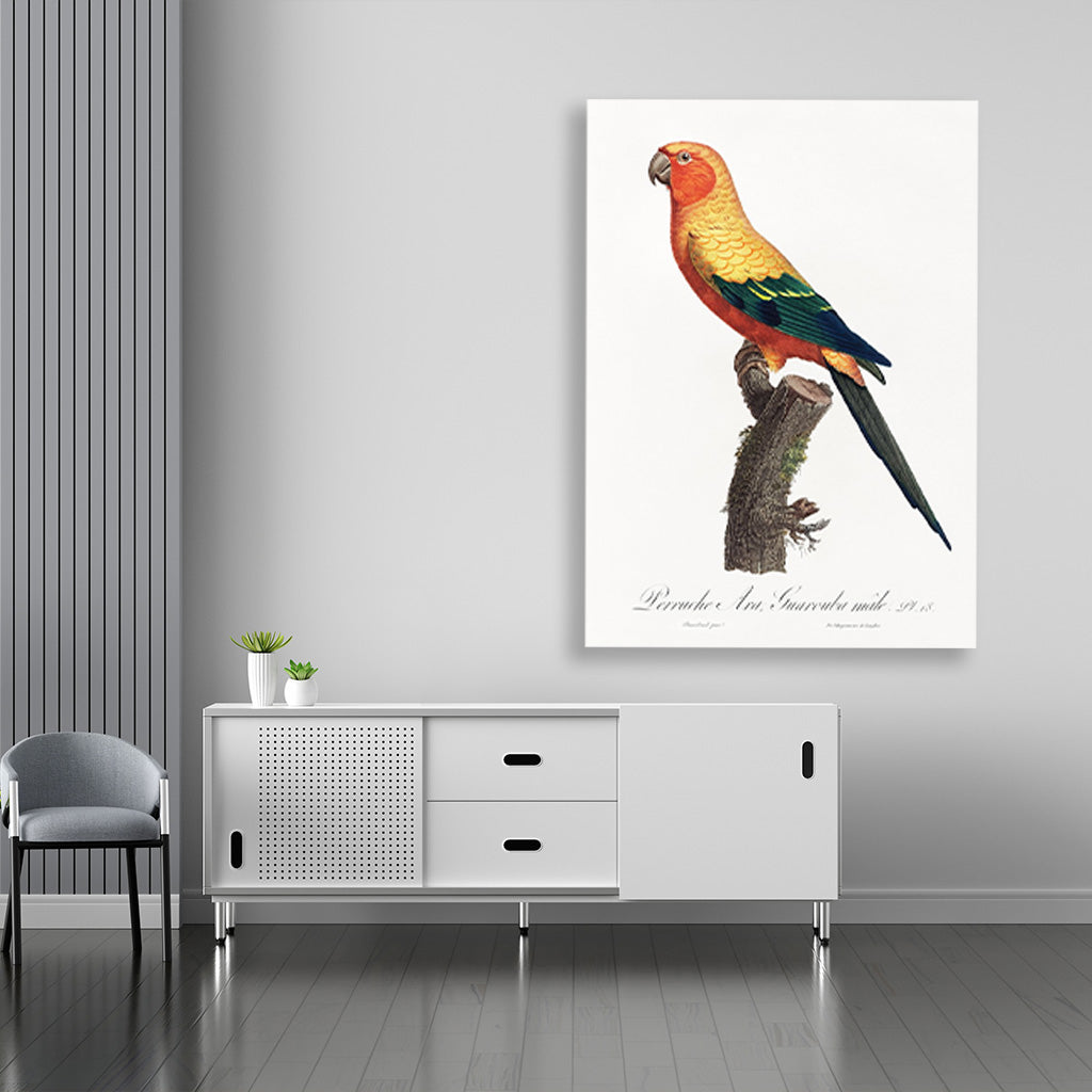 The Sun Parakeet, Aratinga solstitialis, male from Natural History of Parrots Painting - Meri Deewar 2 : 3 Vertical Premium Wall Art Canvas by MeriDeewar