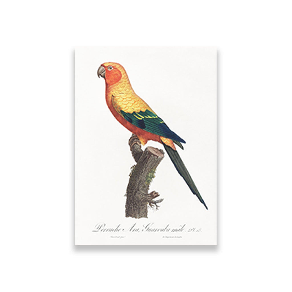The Sun Parakeet, Aratinga solstitialis, male from Natural History of Parrots Painting - Meri Deewar 2 : 3 Vertical Premium Wall Art Canvas by MeriDeewar