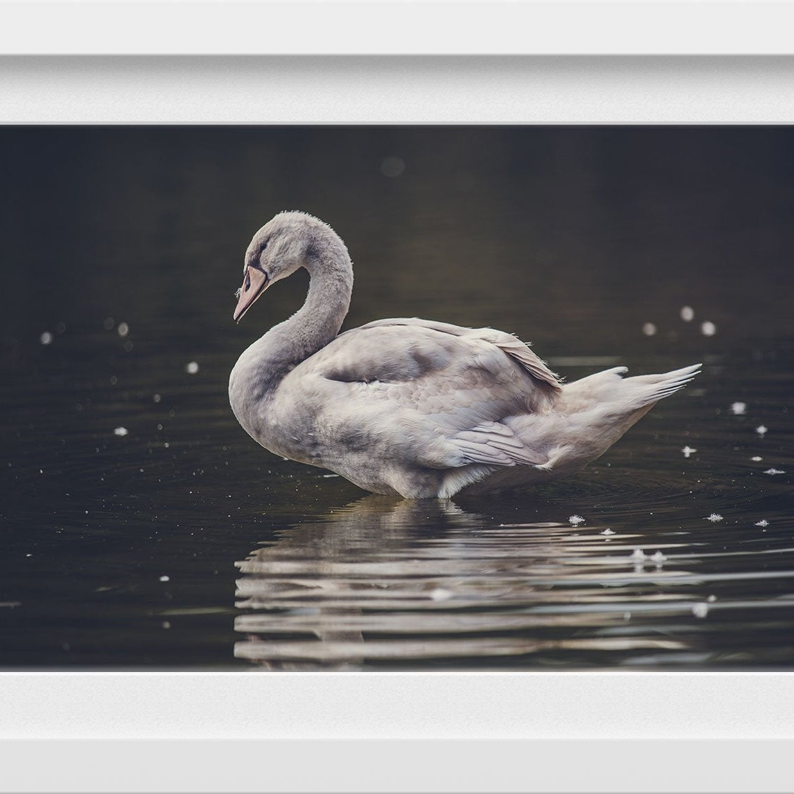 The Swan Painting - Meri Deewar 3 : 2 Horizontal Premium Wall Art Canvas by MeriDeewar