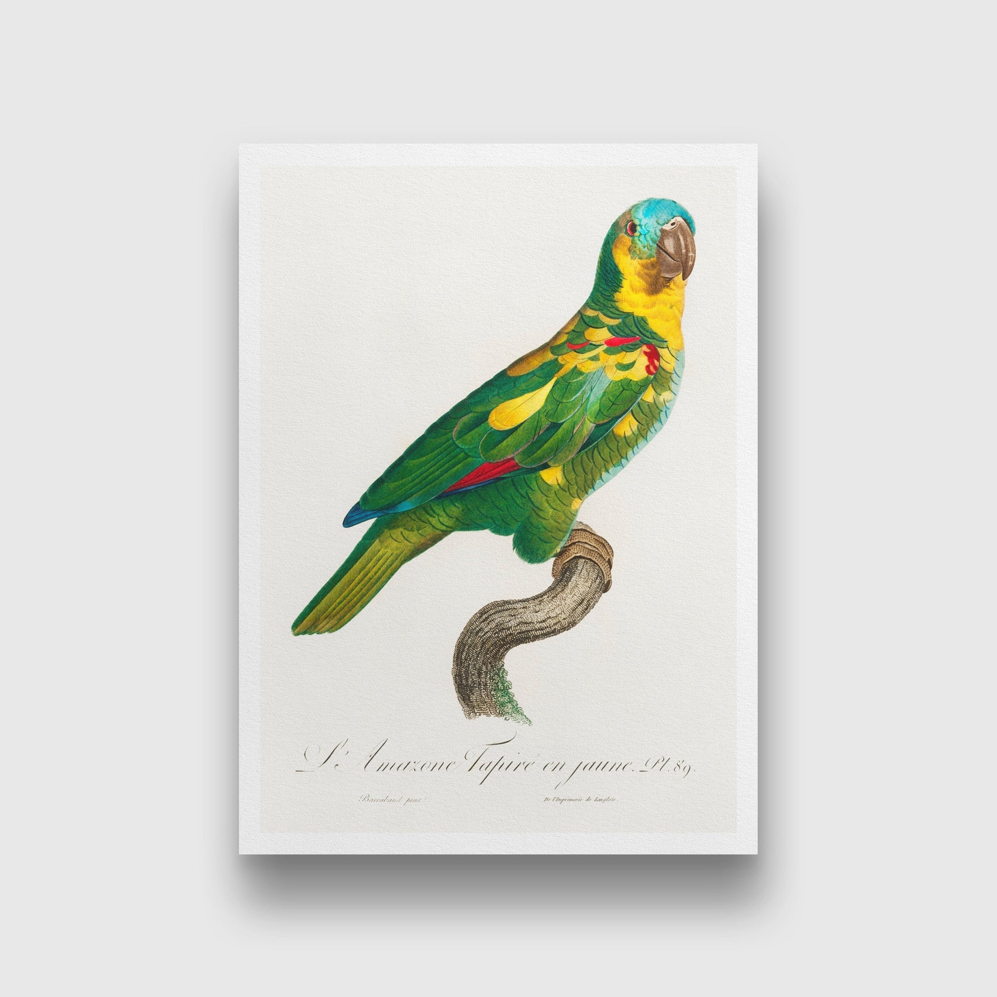 The Turquoise Fronted Amazon, Amazona aestiva from Natural History of Parrots Painting - Meri Deewar 2 : 3 Vertical Premium Wall Art Canvas by MeriDeewar