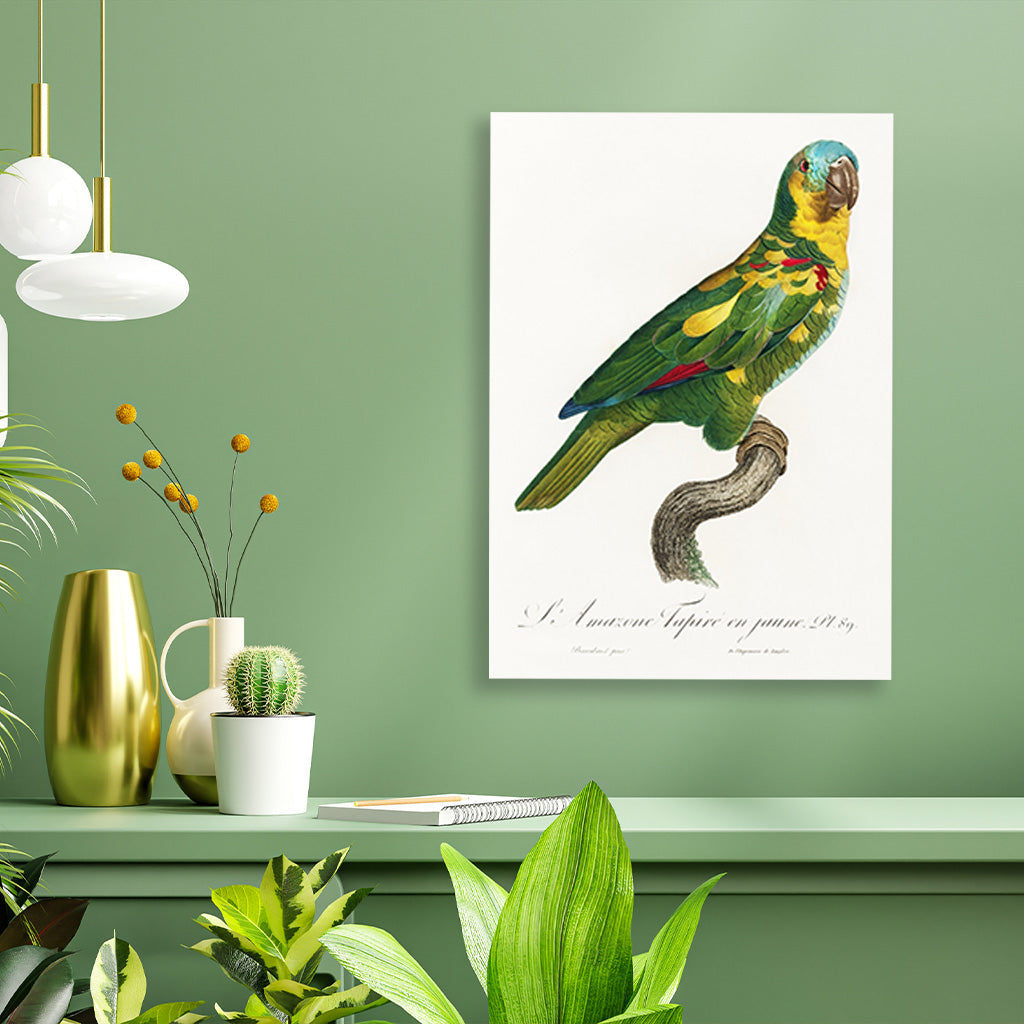 The Turquoise Fronted Amazon, Amazona aestiva from Natural History of Parrots Painting - Meri Deewar 2 : 3 Vertical Premium Wall Art Canvas by MeriDeewar