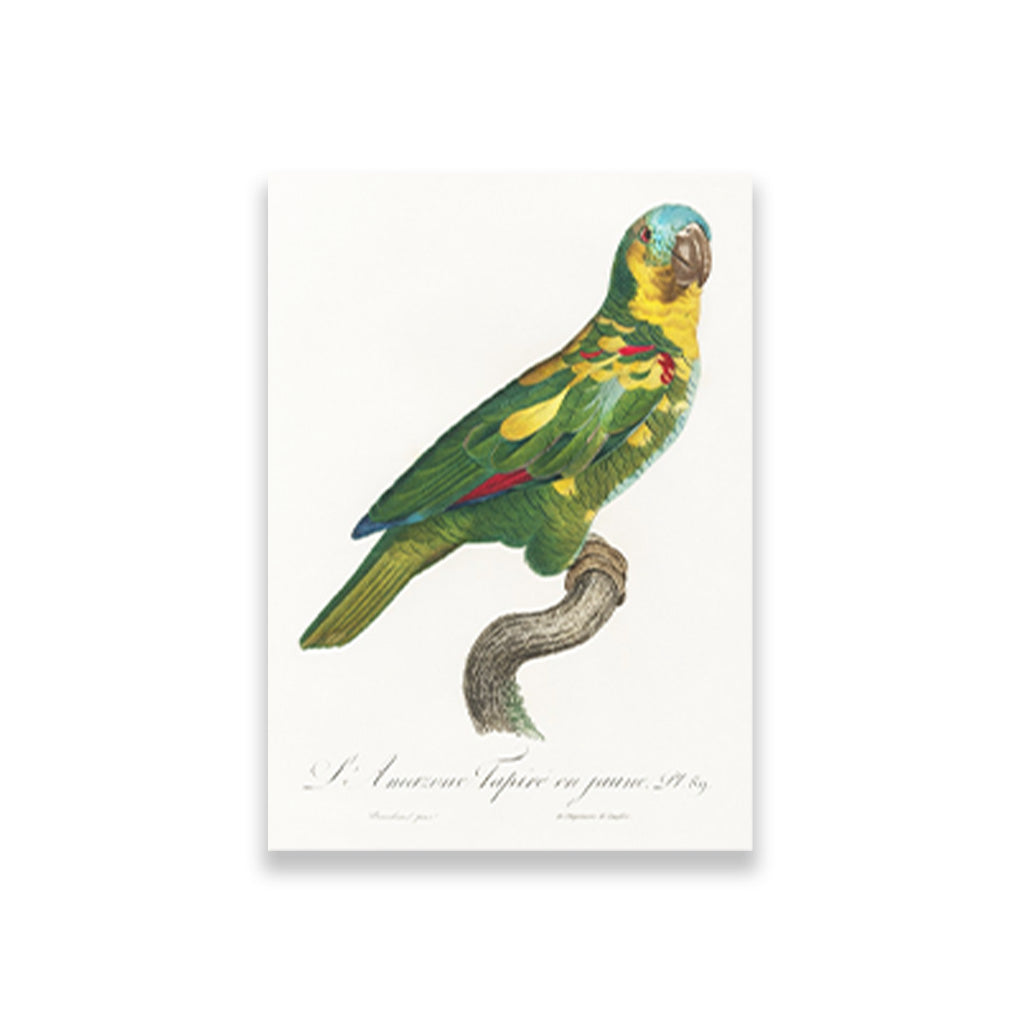 The Turquoise Fronted Amazon, Amazona aestiva from Natural History of Parrots Painting - Meri Deewar 2 : 3 Vertical Premium Wall Art Canvas by MeriDeewar