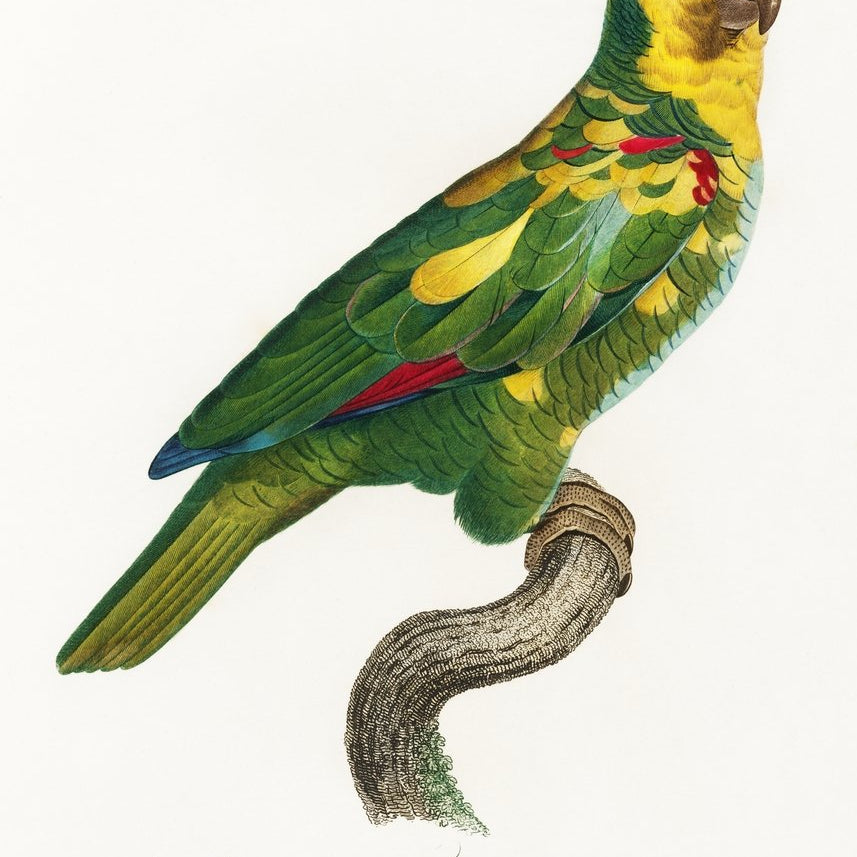 The Turquoise Fronted Amazon, Amazona aestiva from Natural History of Parrots Painting - Meri Deewar 2 : 3 Vertical Premium Wall Art Canvas by MeriDeewar