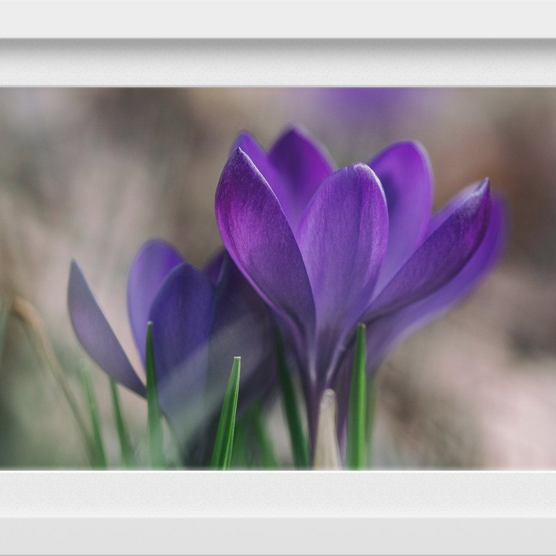 The Violet Lily Painting - Meri Deewar 3 : 2 Horizontal Premium Wall Art Canvas by MeriDeewar