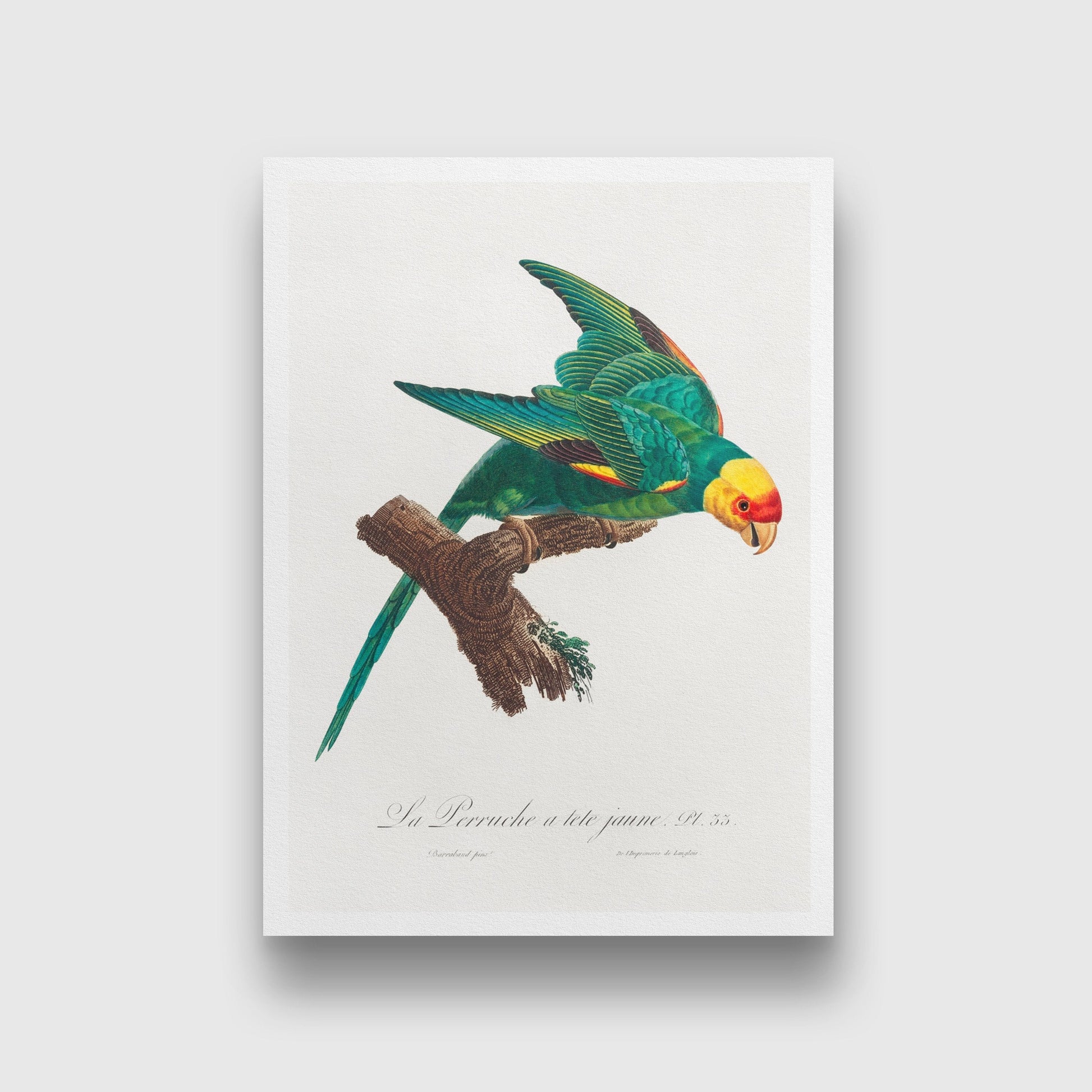 The Yellow Crowned Parakeet Painting - Meri Deewar 2 : 3 Vertical Premium Wall Art Canvas by MeriDeewar