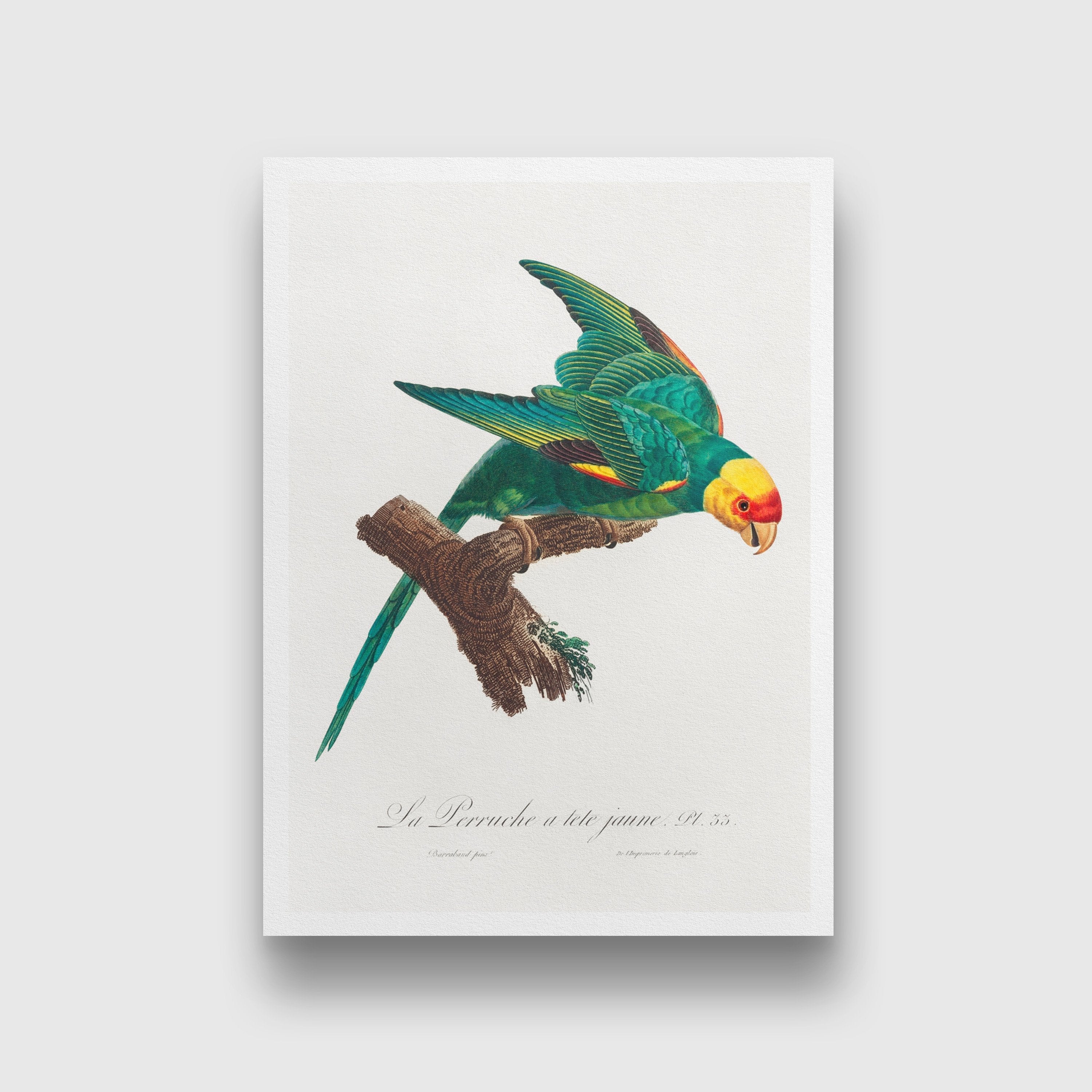 The Yellow Crowned Parakeet Painting - Meri Deewar 2 : 3 Vertical Premium Wall Art Canvas by MeriDeewar