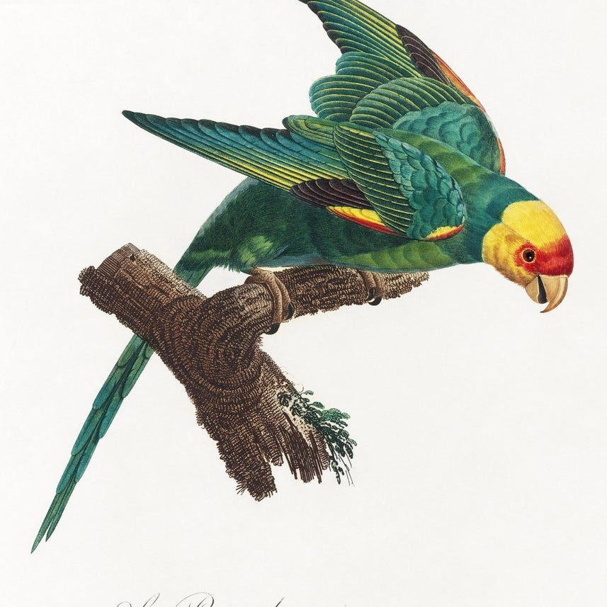 The Yellow Crowned Parakeet Painting - Meri Deewar 2 : 3 Vertical Premium Wall Art Canvas by MeriDeewar