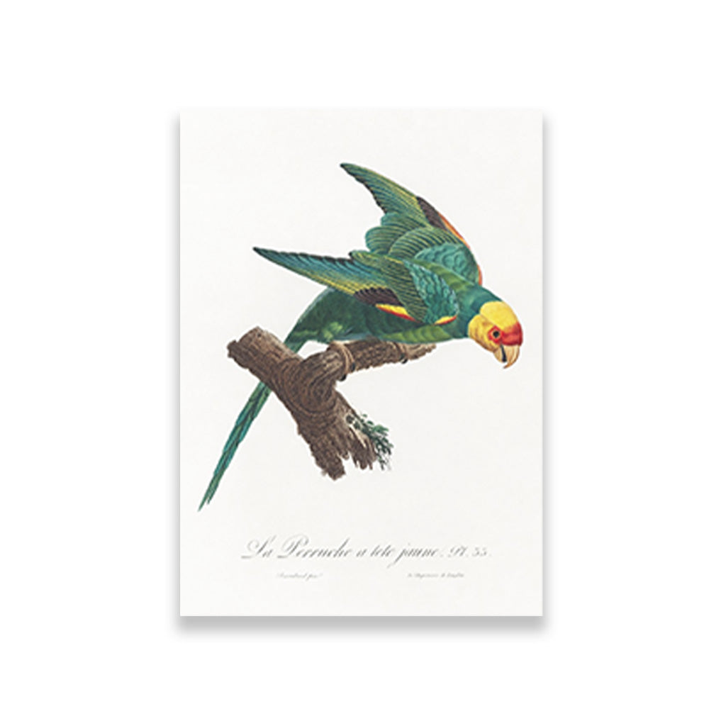 The Yellow Crowned Parakeet Painting - Meri Deewar 2 : 3 Vertical Premium Wall Art Canvas by MeriDeewar