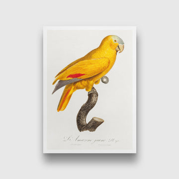 The Yellow Fronted Parrot Amazona aestiva from Natural History of Parrots Painting - Meri Deewar 2 : 3 Vertical Premium Wall Art Canvas by MeriDeewar