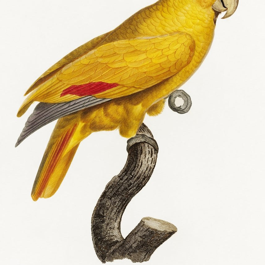 The Yellow Fronted Parrot Amazona aestiva from Natural History of Parrots Painting - Meri Deewar 2 : 3 Vertical Premium Wall Art Canvas by MeriDeewar