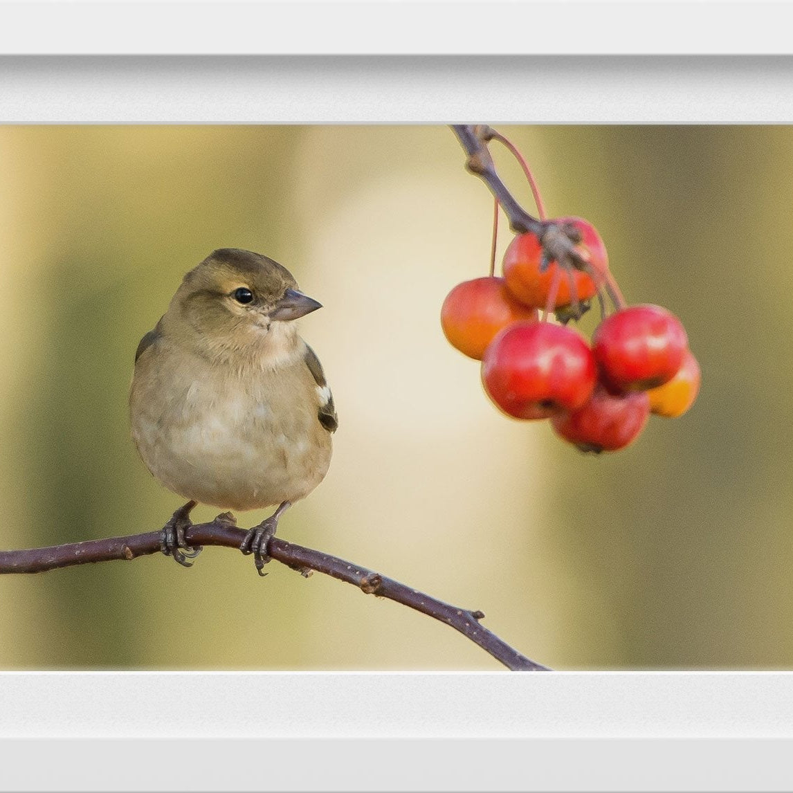Tiny Sparrow Painting - Meri Deewar 3 : 2 Horizontal Premium Wall Art Canvas by MeriDeewar