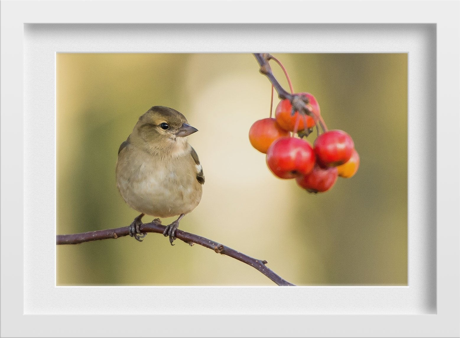 Tiny Sparrow Painting - Meri Deewar 3 : 2 Horizontal Premium Wall Art Canvas by MeriDeewar