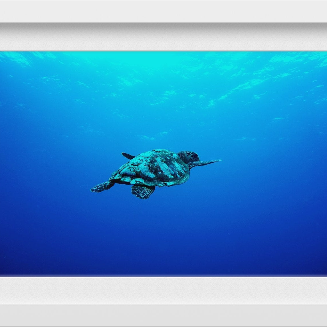 Turtle in the Blue Sea Painting - Meri Deewar 3 : 2 Horizontal Premium Wall Art Canvas by MeriDeewar