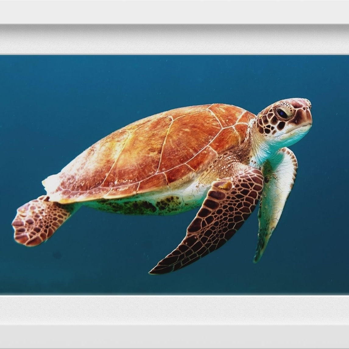 Turtle Painting - Meri Deewar 3 : 2 Horizontal Premium Wall Art Canvas by MeriDeewar