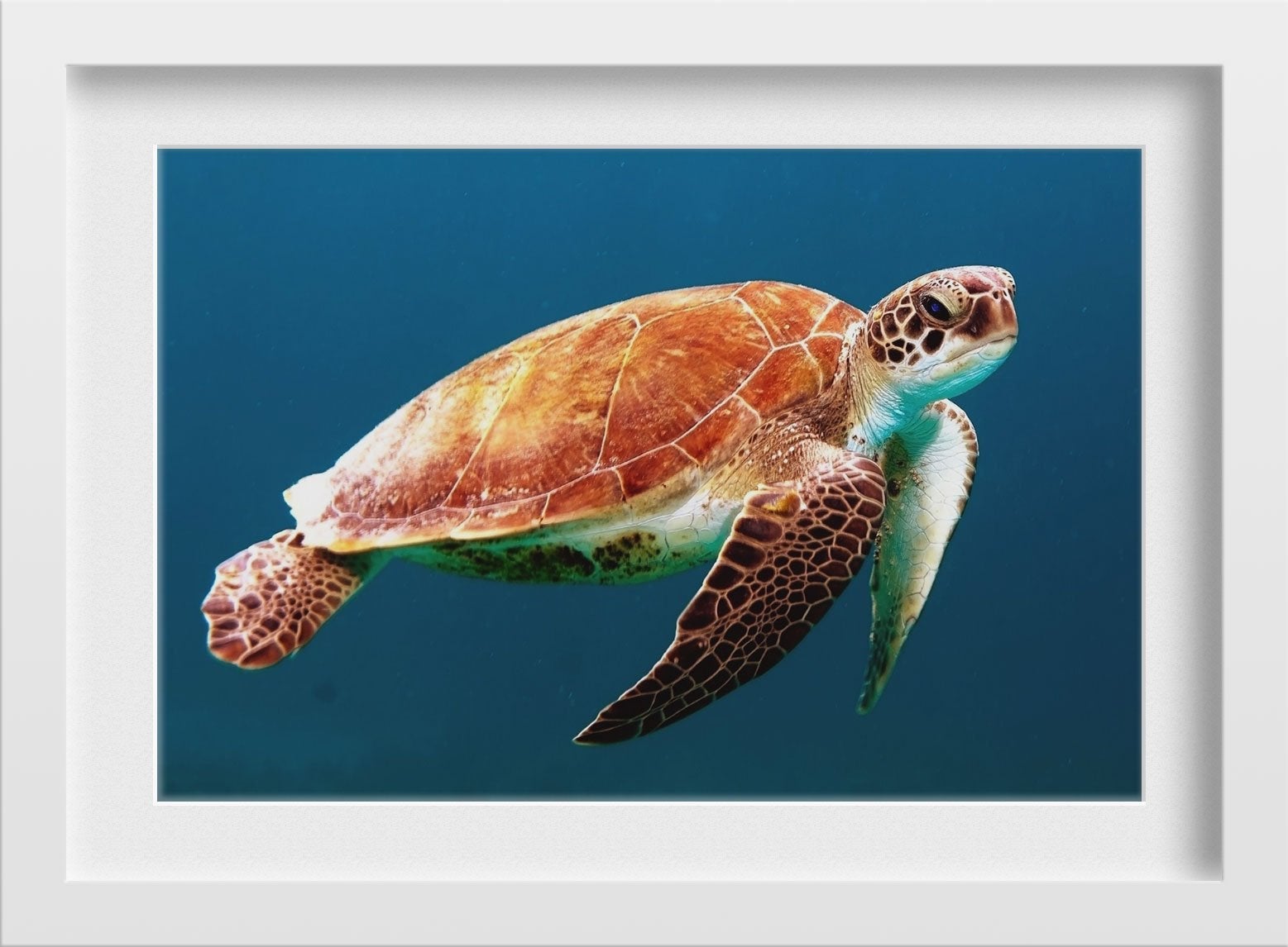 Turtle Painting - Meri Deewar 3 : 2 Horizontal Premium Wall Art Canvas by MeriDeewar