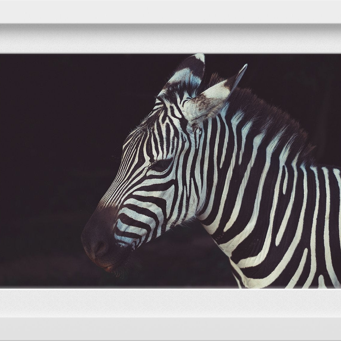 Zebra 3 : 2 Horizontal Premium Wall Art Canvas by MeriDeewar