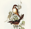 Bird Paintings