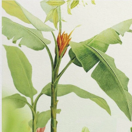 Botanical