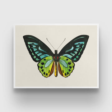 Vintage Butterfly Painting