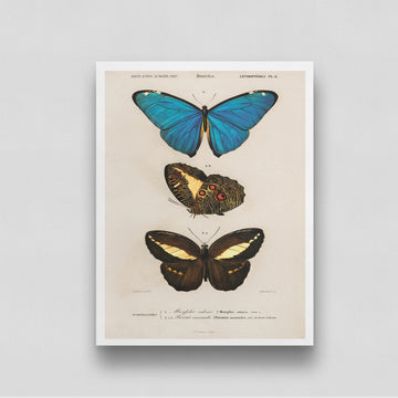 Three Colorful Butterflies Poster