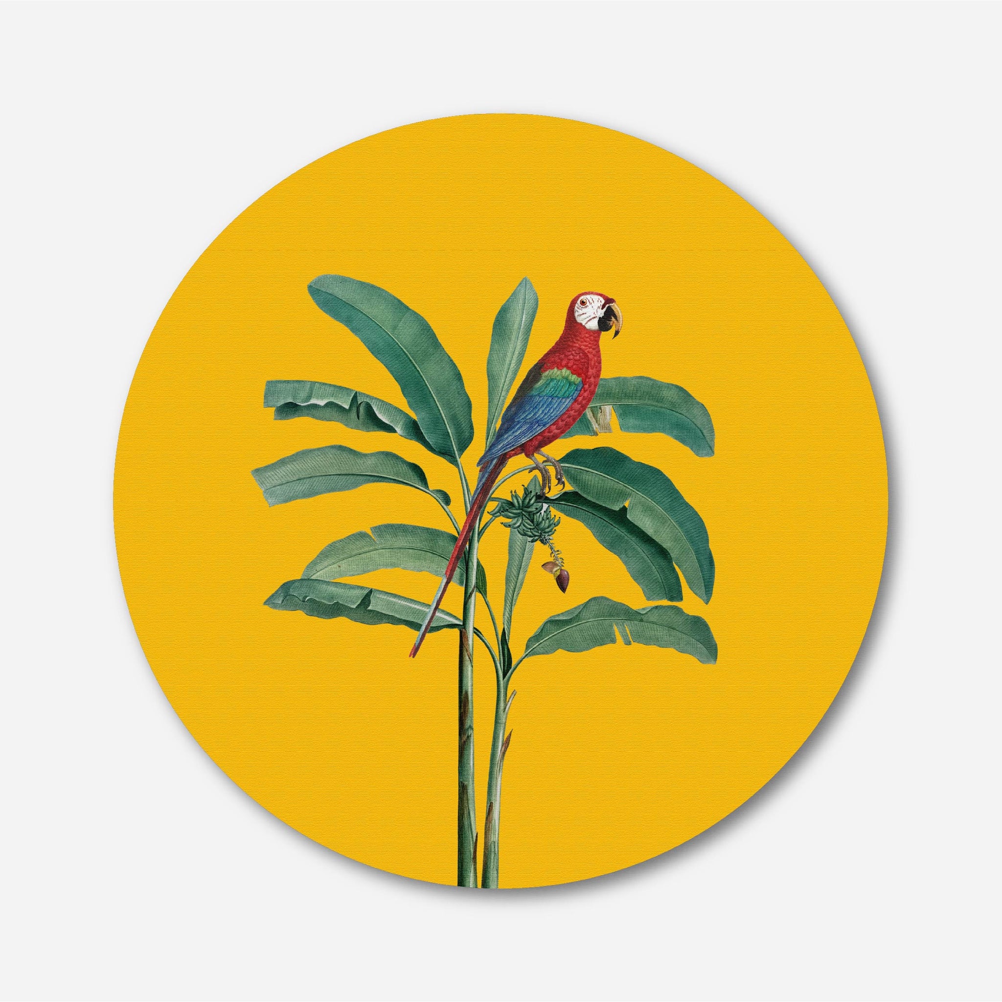 Banana Leaf & Parrot Circular Canvas Frame