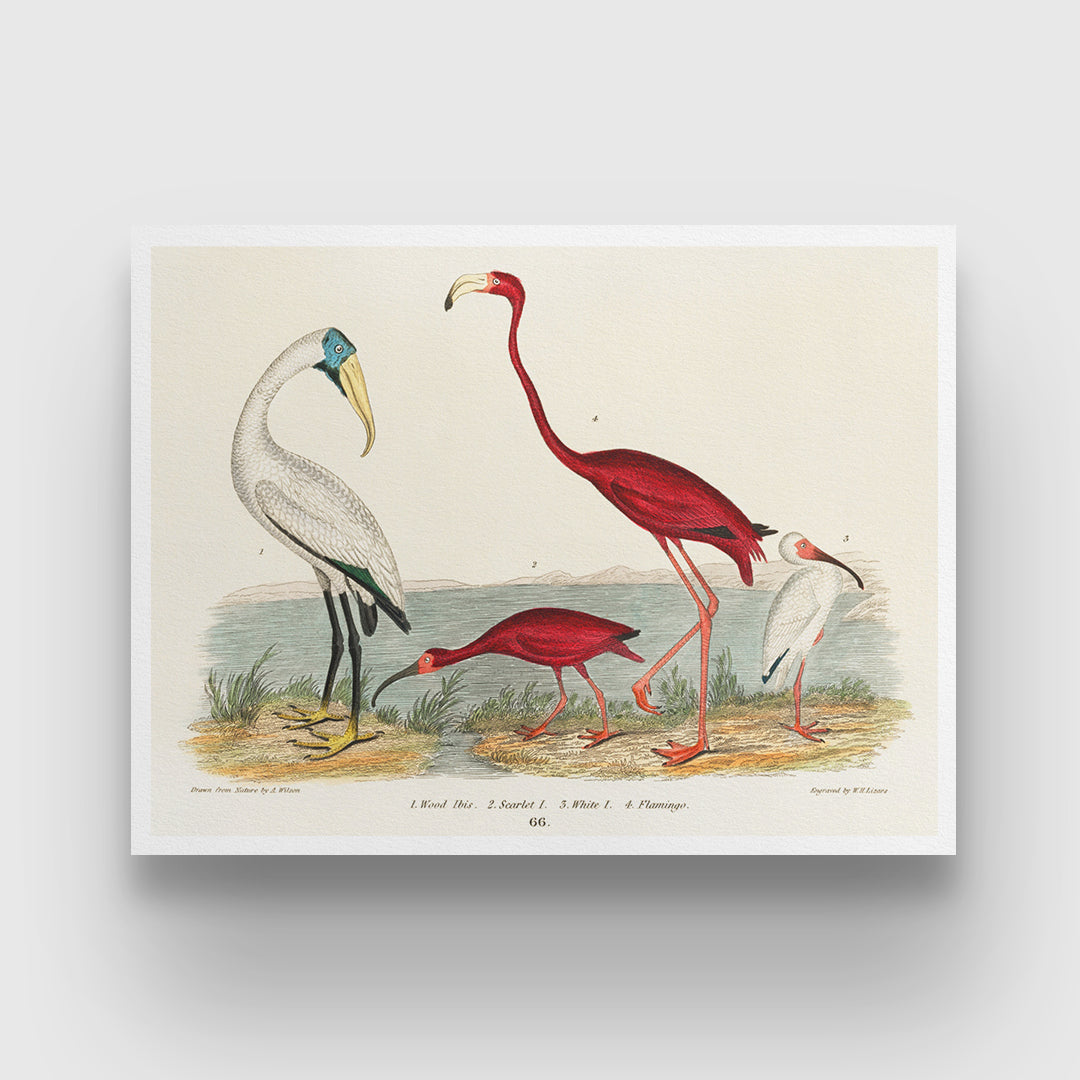 Ibis and Scarlet Flamingo Painting