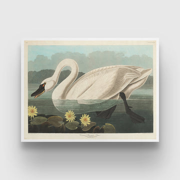 American Swan Vintage Poster