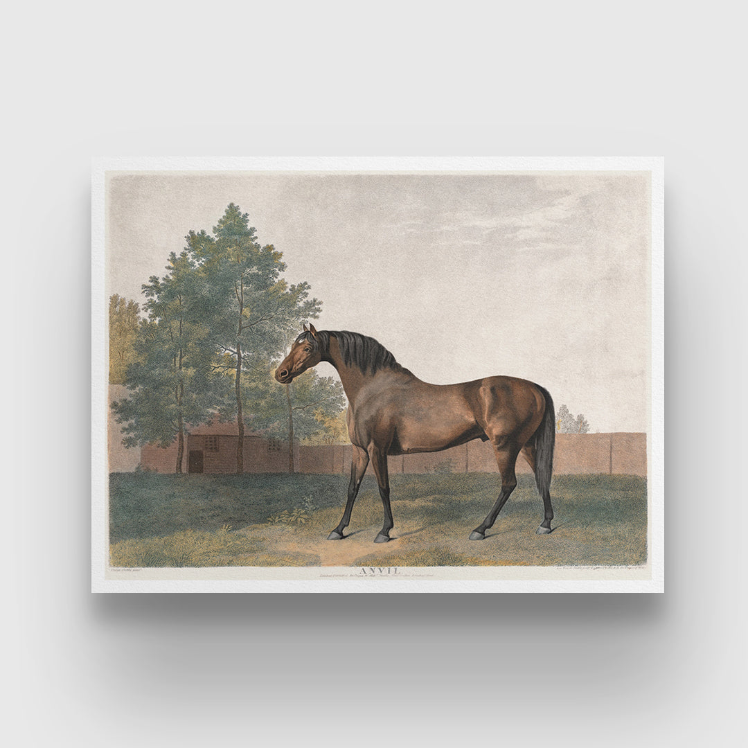Antique Bay Horse Painting 3 : 4 Horizontal New Premium Wall Art Canvas by MeriDeewar
