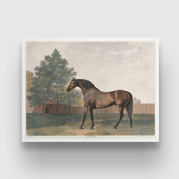 Antique Bay Horse Painting 3 : 4 Horizontal New Premium Wall Art Canvas by MeriDeewar