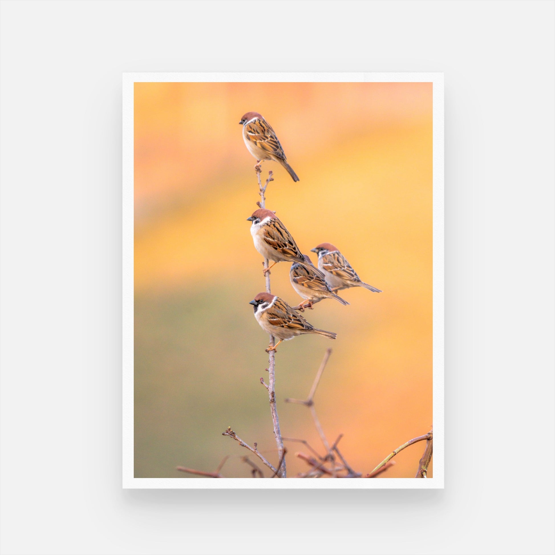 Beautiful Flock of Sparrows - Nature Art | MeriDeewar 3 : 4 Vertical New Premium Wall Art Canvas by MeriDeewar