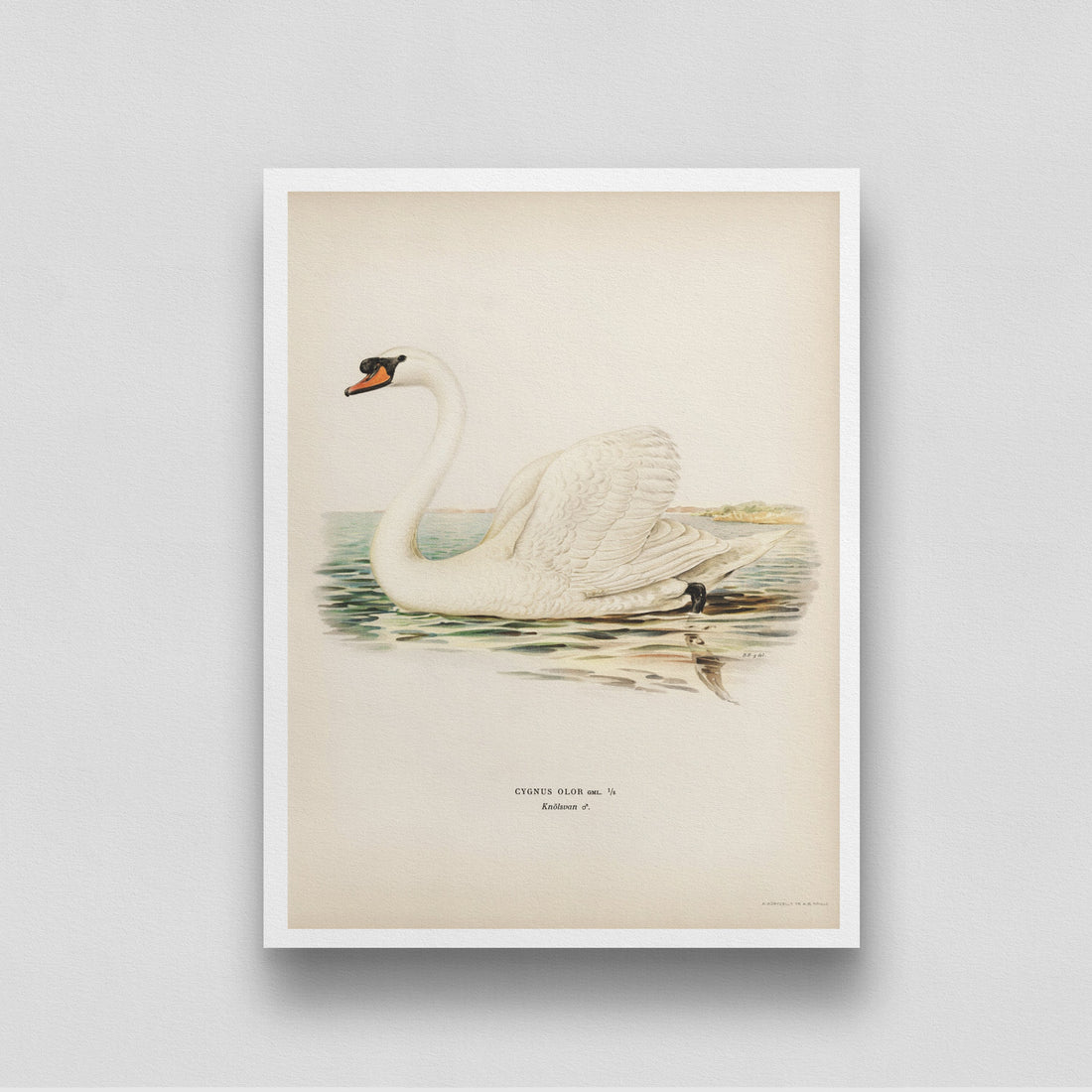 Beautiful Swan Vintage Painting 3 : 4 Vertical New Premium Wall Art Canvas by MeriDeewar
