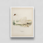 Beautiful Swan Vintage Painting 3 : 4 Vertical New Premium Wall Art Canvas by MeriDeewar