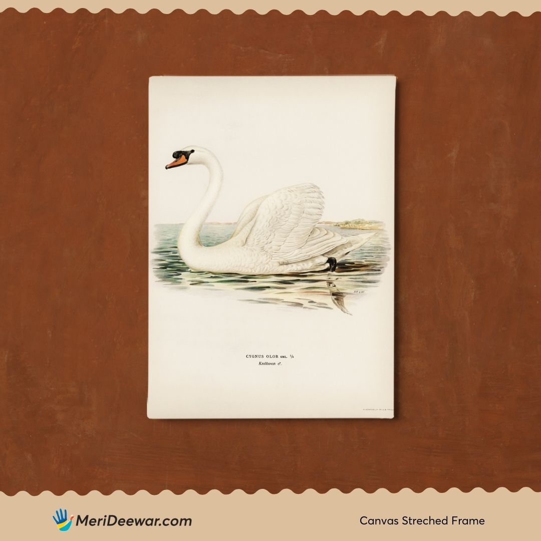 Beautiful Swan Vintage Painting 3 : 4 Vertical New Premium Wall Art Canvas by MeriDeewar