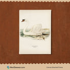 Beautiful Swan Vintage Painting 3 : 4 Vertical New Premium Wall Art Canvas by MeriDeewar