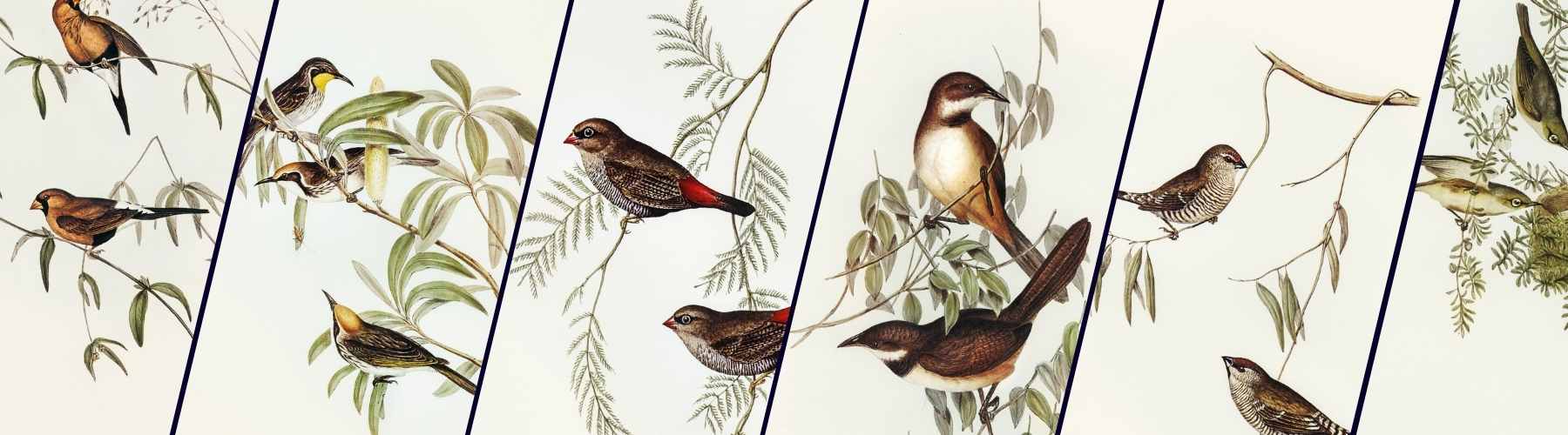Bird Paintings for Home, Buy Bird Wall Art Online India