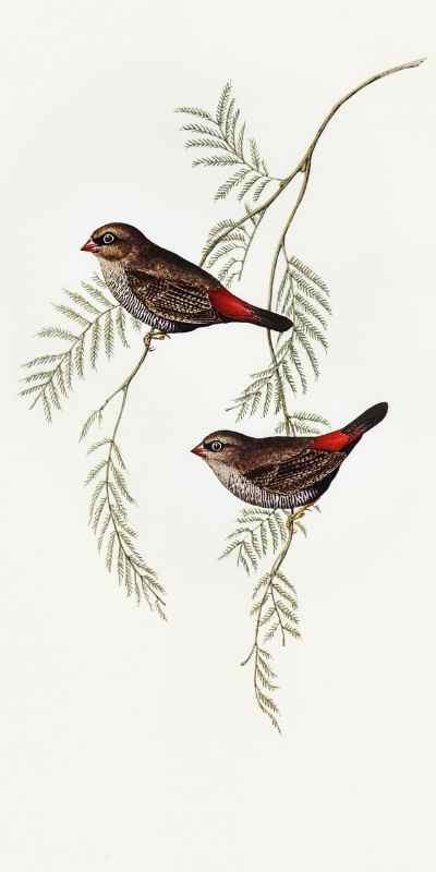 Bird Paintings for Home, Buy Bird Wall Art Online India