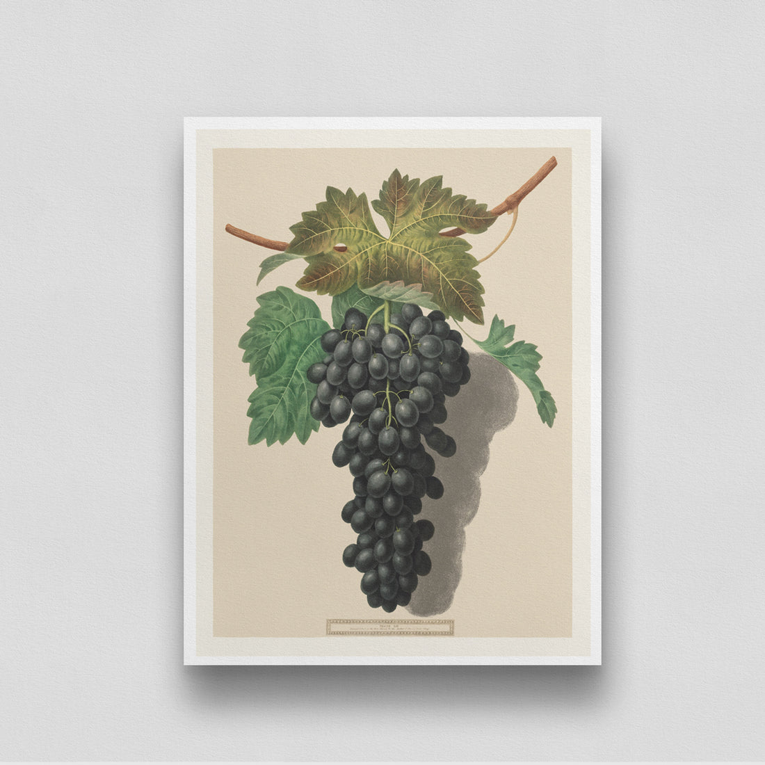 Black Grapes Vintage artwork 3 : 4 Vertical New Premium Wall Art Canvas by MeriDeewar