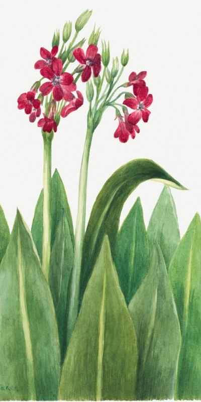 Botanical