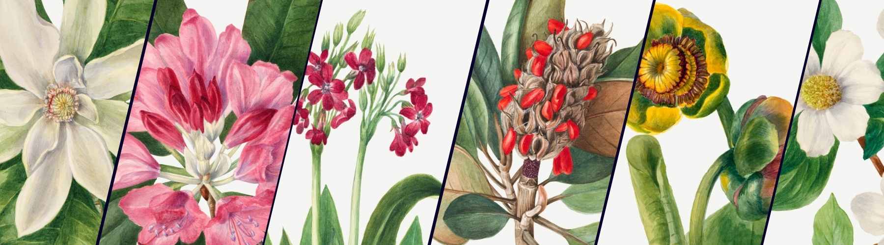 Botanical