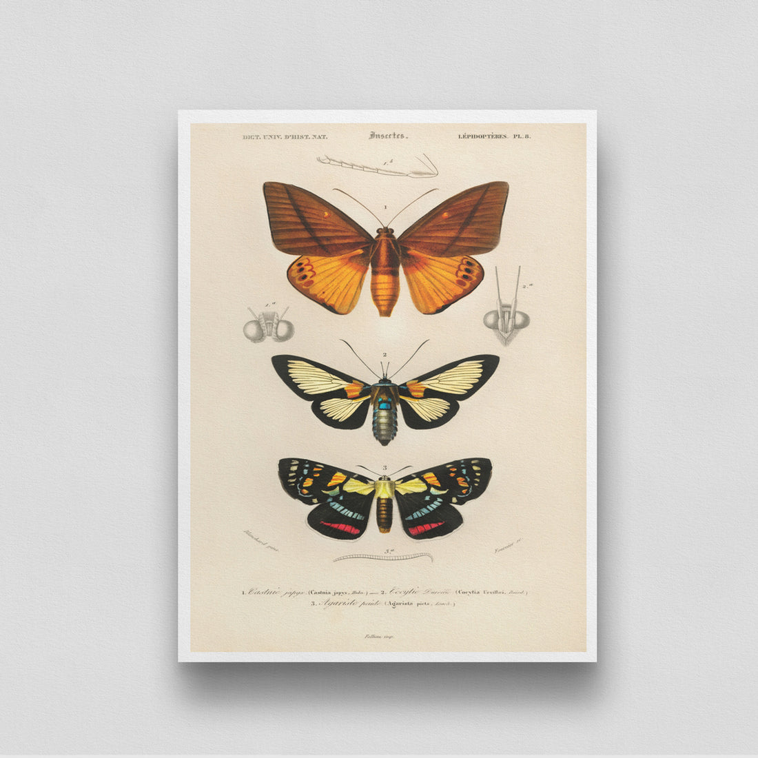 Butterflies Artwork 2 3 : 4 Vertical New Premium Wall Art Canvas by MeriDeewar