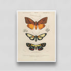Butterflies Artwork 2 3 : 4 Vertical New Premium Wall Art Canvas by MeriDeewar