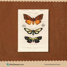 Butterflies Artwork 2 3 : 4 Vertical New Premium Wall Art Canvas by MeriDeewar