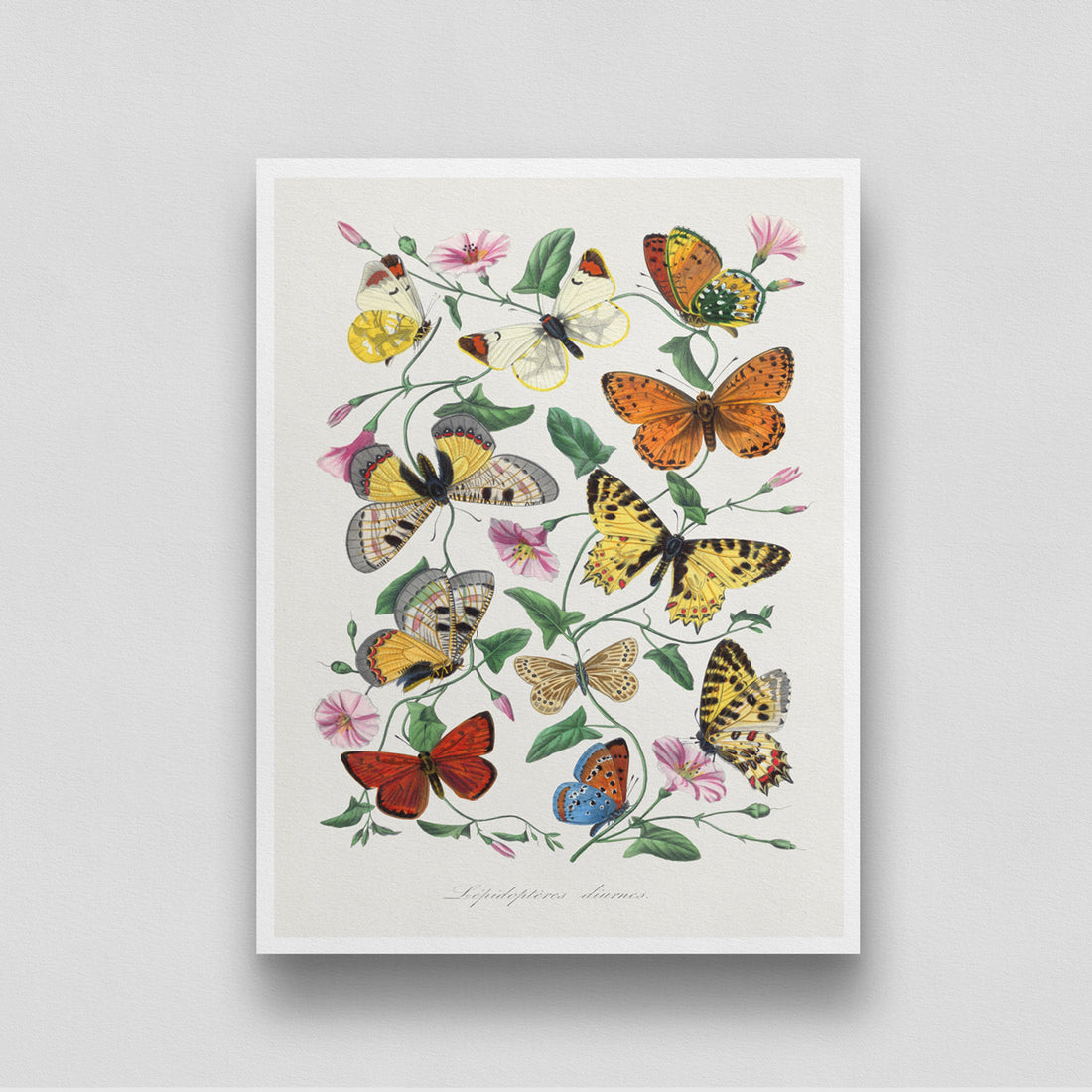 Butterflies Artwork 3 : 4 Vertical New Premium Wall Art Canvas by MeriDeewar