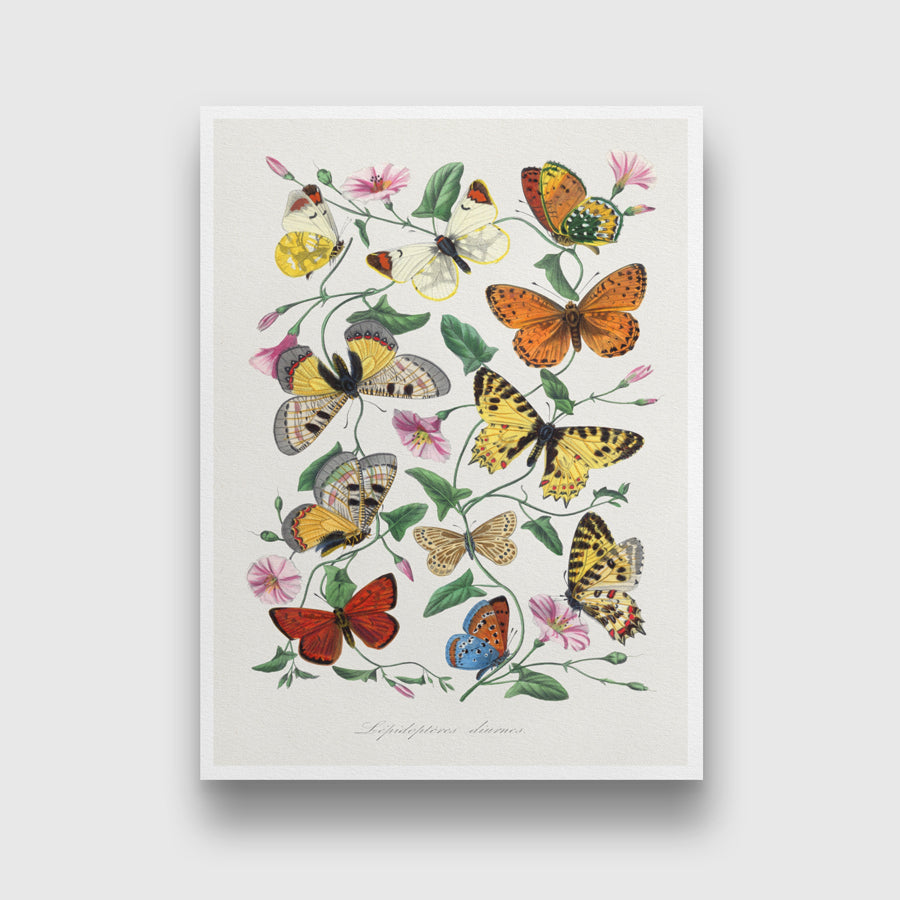 Butterfly & Moth by Paul Gervais 3 : 4 Vertical New Premium Wall Art Canvas by MeriDeewar