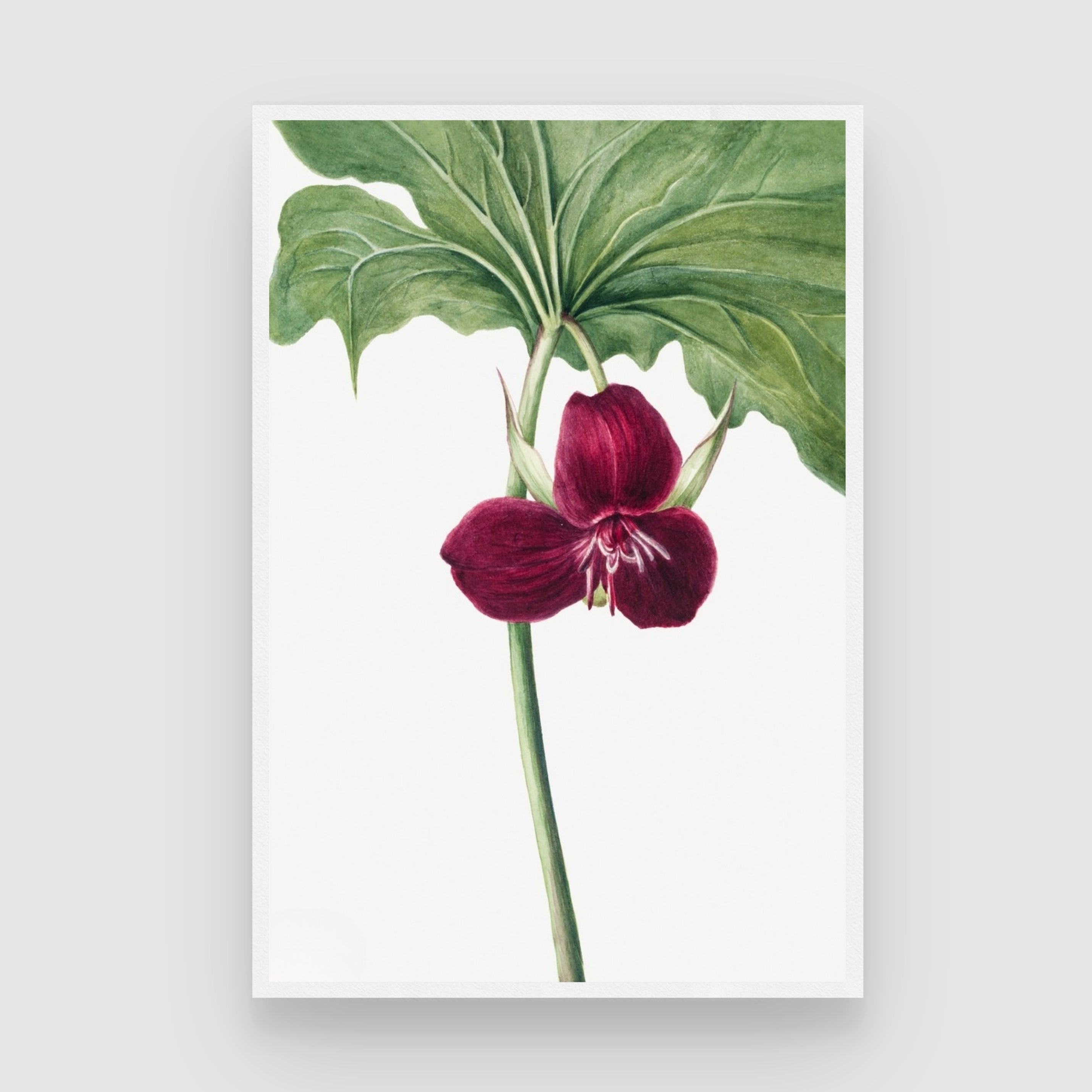 Crimson Bloom – Elegant Botanical Wall Art Print 2 : 3 Vertical Premium Wall Art Canvas by MeriDeewar