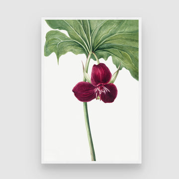 Crimson Bloom – Elegant Botanical Wall Art Print 2 : 3 Vertical Premium Wall Art Canvas by MeriDeewar